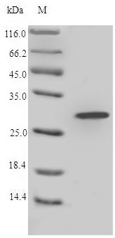 Greater than 90% as determined by SDS-PAGE.