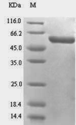 Greater than 90% as determined by SDS-PAGE.