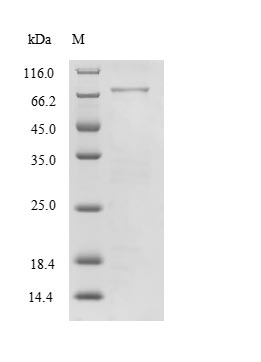 Greater than 90% as determined by SDS-PAGE.Recombinant Human Myelin-Associated Glycoprotein (MAG) Protein (His-SUMO)