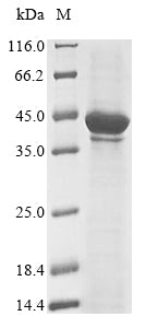 Greater than 85% as determined by SDS-PAGE.