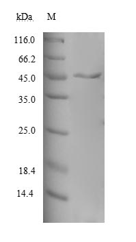 Greater than 85% as determined by SDS-PAGE.Recombinant Human Melanoma-Associated Antigen 10 (MAGEA10) Protein (His)
