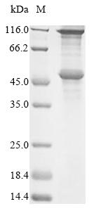 Greater than 90% as determined by SDS-PAGE.Recombinant Human Melanoma-Associated Antigen 2 (MAGEA2) Protein (His&Myc)