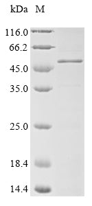 Greater than 85% as determined by SDS-PAGE.Recombinant Human Melanoma-Associated Antigen 3 (MAGEA3) Protein (His&Myc)