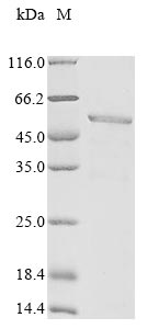 Greater than 85% as determined by SDS-PAGE.