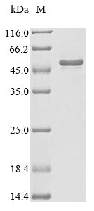 Greater than 85% as determined by SDS-PAGE.