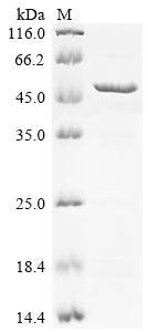 Greater than 85% as determined by SDS-PAGE.