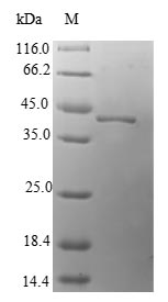 Greater than 90% as determined by SDS-PAGE.