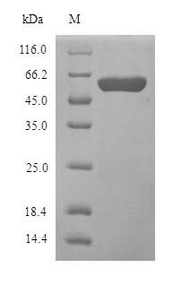 Greater than 90% as determined by SDS-PAGE.Recombinant Human Amine Oxidase [Flavin-Containing] B (MAOB) Protein (His)