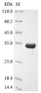 Greater than 90% as determined by SDS-PAGE.Recombinant Mouse Microtubule-Associated Protein 1S (MAP1S) Protein (His&Myc)