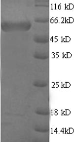 Greater than 90% as determined by SDS-PAGE.