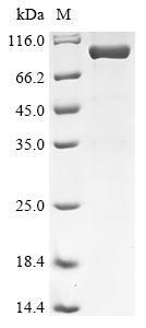 Greater than 85% as determined by SDS-PAGE.
