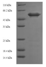 Greater than 90% as determined by SDS-PAGE.