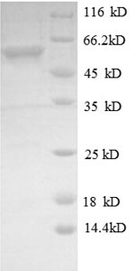 Greater than 90% as determined by SDS-PAGE.