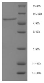 Greater than 90% as determined by SDS-PAGE.