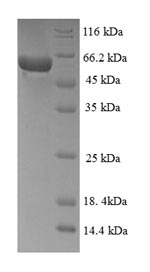 Greater than 90% as determined by SDS-PAGE.