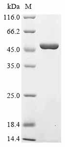 Greater than 90% as determined by SDS-PAGE.Recombinant Mouse Mitogen-Activated Protein Kinase 14 (MAPK14) Protein (His&Myc)