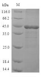 Greater than 90% as determined by SDS-PAGE.Recombinant Human Mitogen-Activated Protein Kinase 3 (MAPK3) Protein (His)
