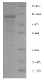 Greater than 90% as determined by SDS-PAGE.