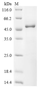Greater than 85% as determined by SDS-PAGE.Recombinant Mouse Map Kinase-Activated Protein Kinase 2 (MAPKAPK2) Protein (His&Myc)