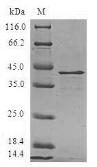 Greater than 90% as determined by SDS-PAGE.Recombinant Human Ragulator Complex Protein Lamtor3 (LAMTOR3) Protein (GST)