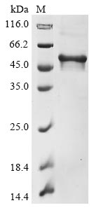 Greater than 85% as determined by SDS-PAGE.Recombinant Human Microtubule-Associated Protein Tau (MAPT) Protein (His)