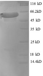 Greater than 90% as determined by SDS-PAGE.Recombinant Rhesus Macaque Microtubule-Associated Protein Tau (MAPT) Protein (His-SUMO)