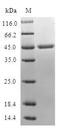 Greater than 90% as determined by SDS-PAGE.