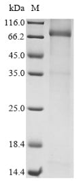 Greater than 85% as determined by SDS-PAGE.Recombinant Human Mannan-Binding Lectin Serine Protease 2 (MASP2) Protein (His&Myc)
