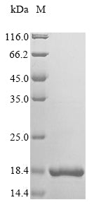 Greater than 85% as determined by SDS-PAGE.Recombinant Human Microtubule-Associated Serine/Threonine-Protein Kinase 4 (MAST4) Protein (His&Myc)