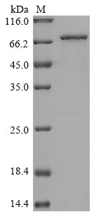 Greater than 85% as determined by SDS-PAGE.Recombinant Human S-Adenosylmethionine Synthase Isoform Type-2 (MAT2A) Protein (GST)
