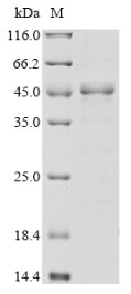 Greater than 85% as determined by SDS-PAGE.Recombinant Human S-Adenosylmethionine Synthase Isoform Type-2 (MAT2A) Protein (His)