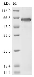 Greater than 85% as determined by SDS-PAGE.Recombinant Human Cartilage Matrix Protein (MATN1) Protein (His)