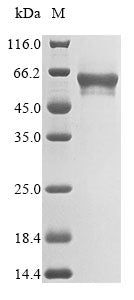 Greater than 90% as determined by SDS-PAGE.