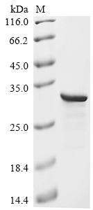 Greater than 85% as determined by SDS-PAGE.