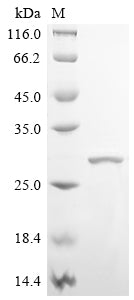 Greater than 90% as determined by SDS-PAGE.