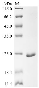Greater than 90% as determined by SDS-PAGE.