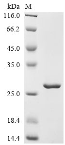 Greater than 90% as determined by SDS-PAGE.