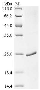 Greater than 90% as determined by SDS-PAGE.