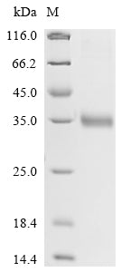 Greater than 90% as determined by SDS-PAGE.