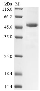 Greater than 85% as determined by SDS-PAGE.