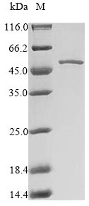 Greater than 90% as determined by SDS-PAGE.