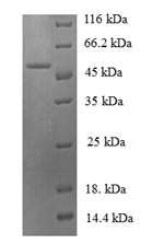 Greater than 90% as determined by SDS-PAGE.