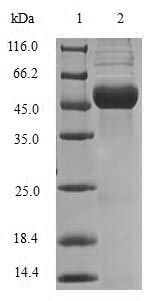 Greater than 90% as determined by SDS-PAGE.