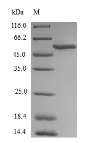 Greater than 90% as determined by SDS-PAGE.