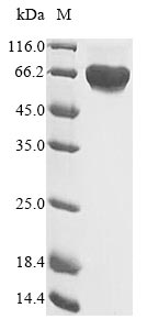 Greater than 85% as determined by SDS-PAGE.Recombinant Human Hepatocyte Growth Factor Receptor (MET) Protein (His)