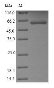 Greater than 85% as determined by SDS-PAGE.Recombinant Human Hepatocyte Growth Factor Receptor (MET) Protein (His)