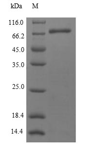 Greater than 85% as determined by SDS-PAGE.