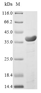 Greater than 85% as determined by SDS-PAGE.