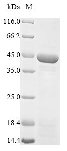 Greater than 85% as determined by SDS-PAGE.Recombinant Human Mitochondrial Fission Factor (MFF) Protein (His)
