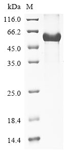 Greater than 90% as determined by SDS-PAGE.Recombinant Rat Lactadherin (MFGE8) Protein (His)